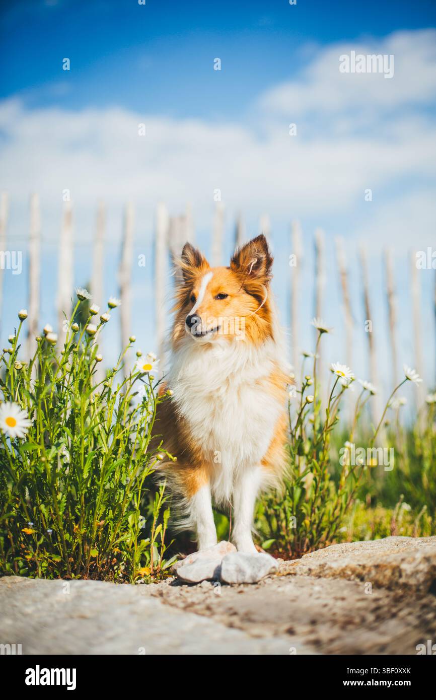 Sheepdog Shetland Foto Stock
