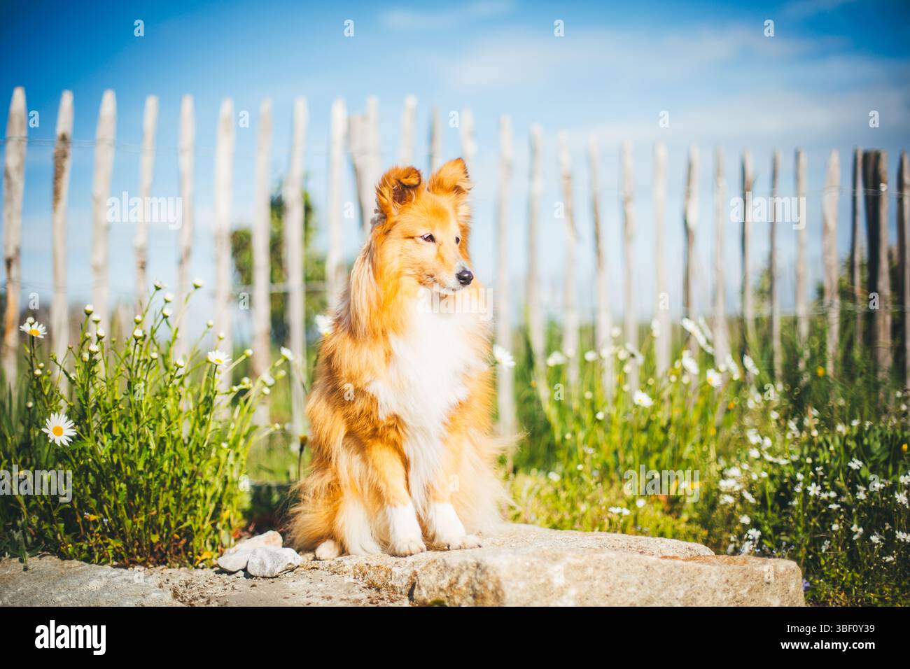 Sheepdog Shetland Foto Stock