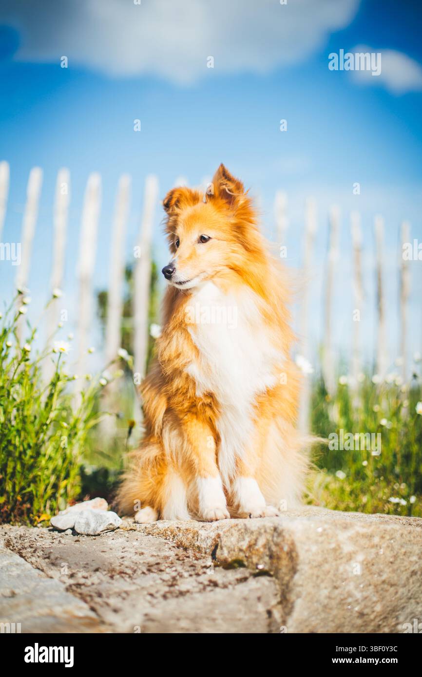 Sheepdog Shetland Foto Stock