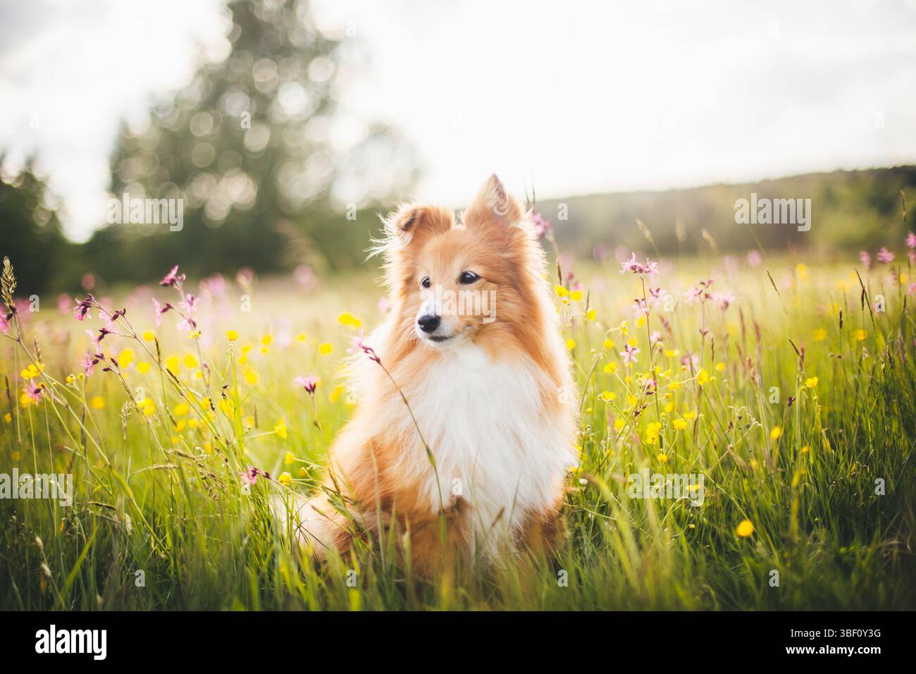 Sheepdog Shetland Foto Stock