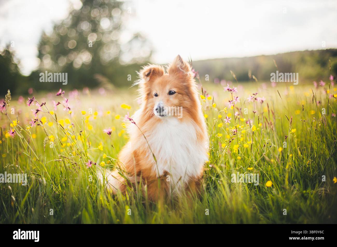 Sheepdog Shetland Foto Stock