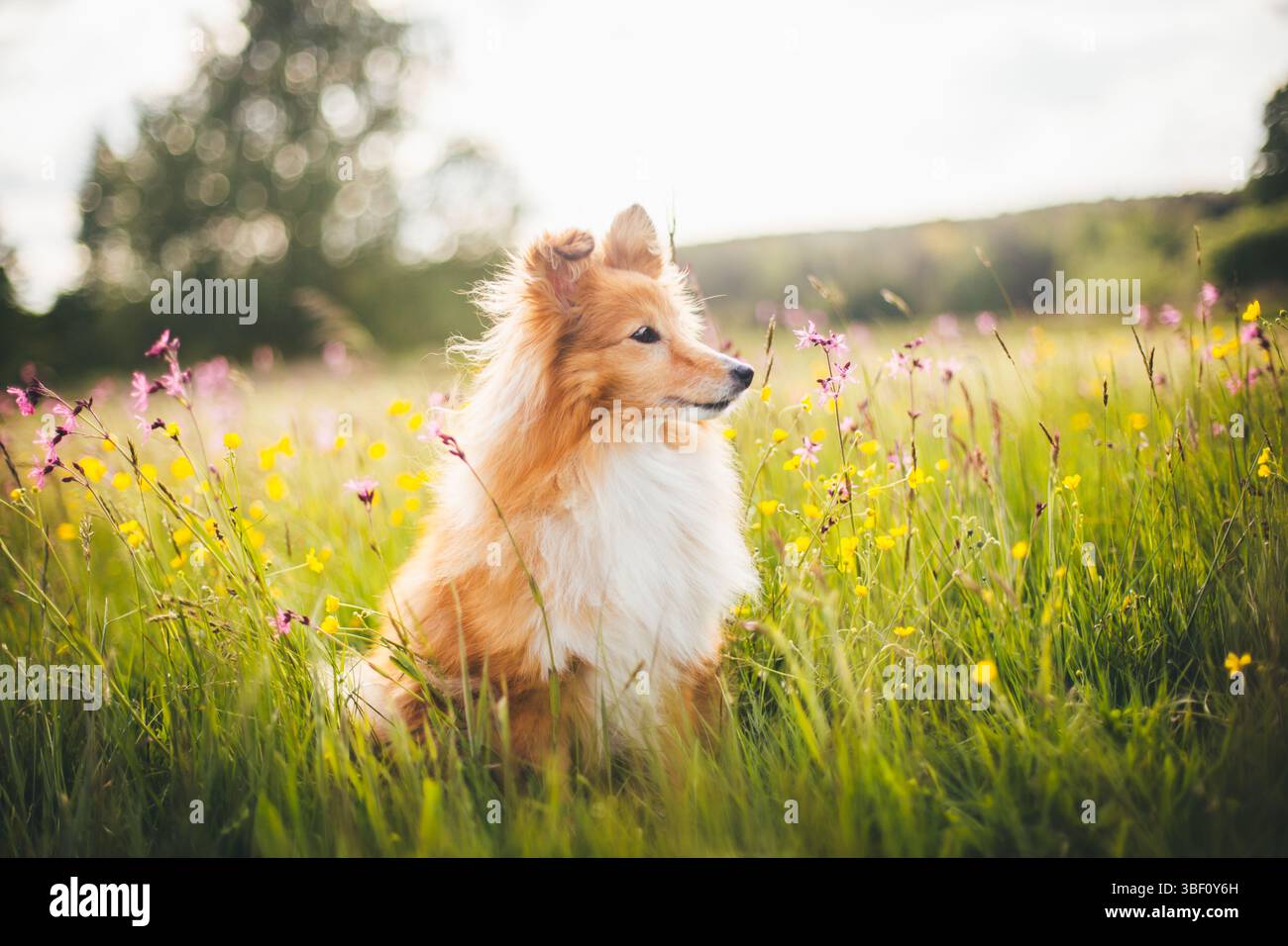 Sheepdog Shetland Foto Stock