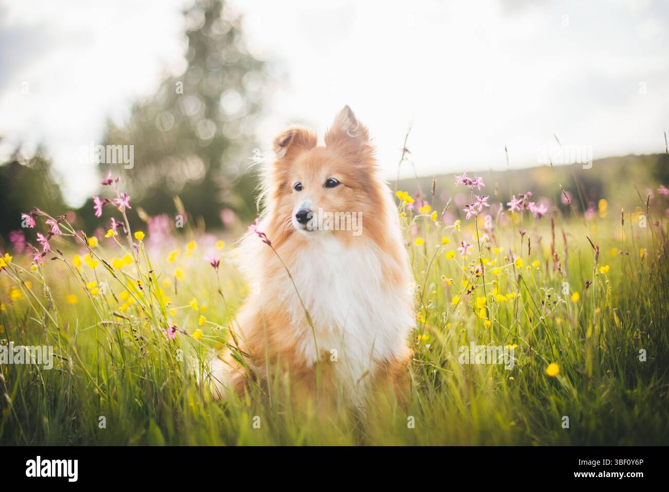 Sheepdog Shetland Foto Stock
