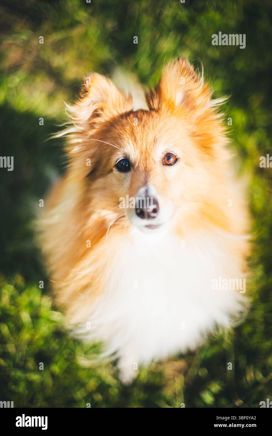 Sheepdog Shetland Foto Stock