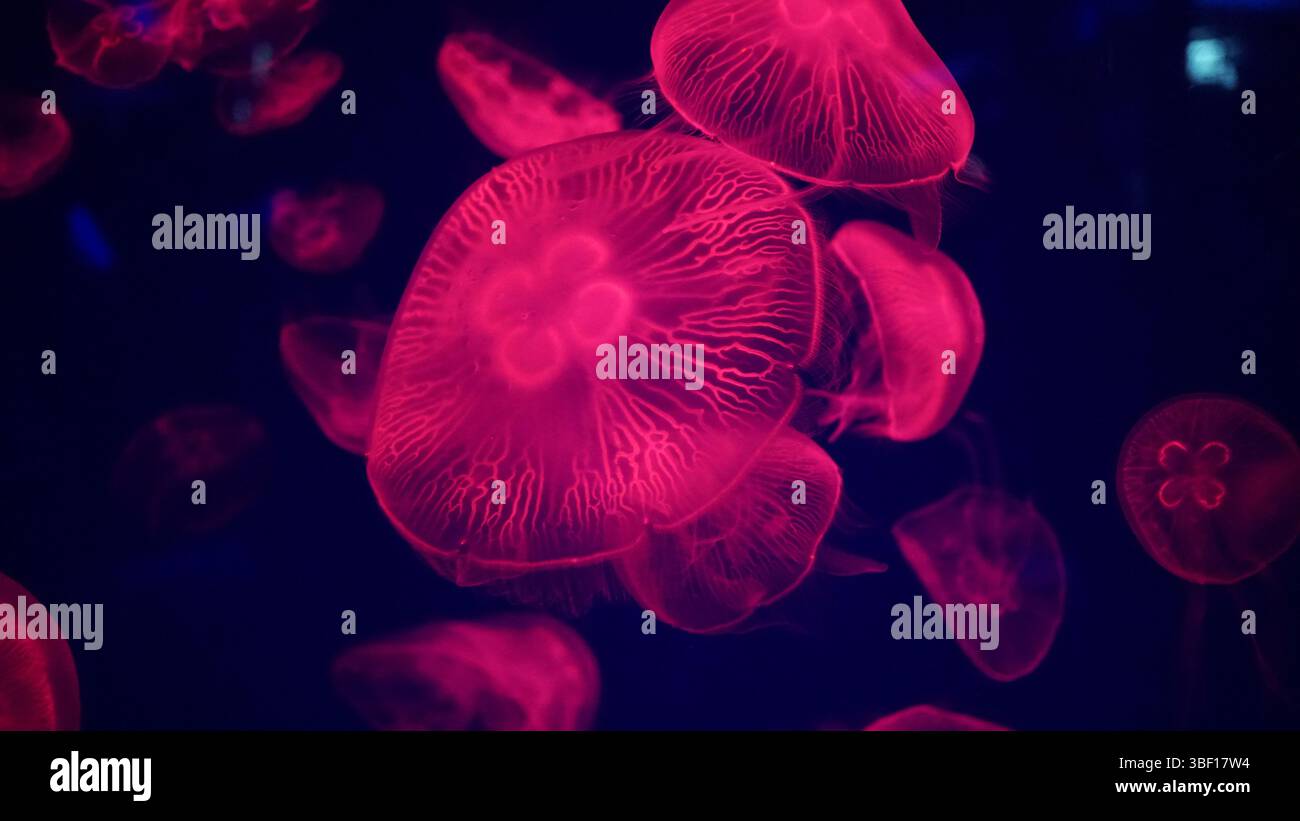 Aggraziato Drifters: La bellezza eterea delle meduse Foto Stock