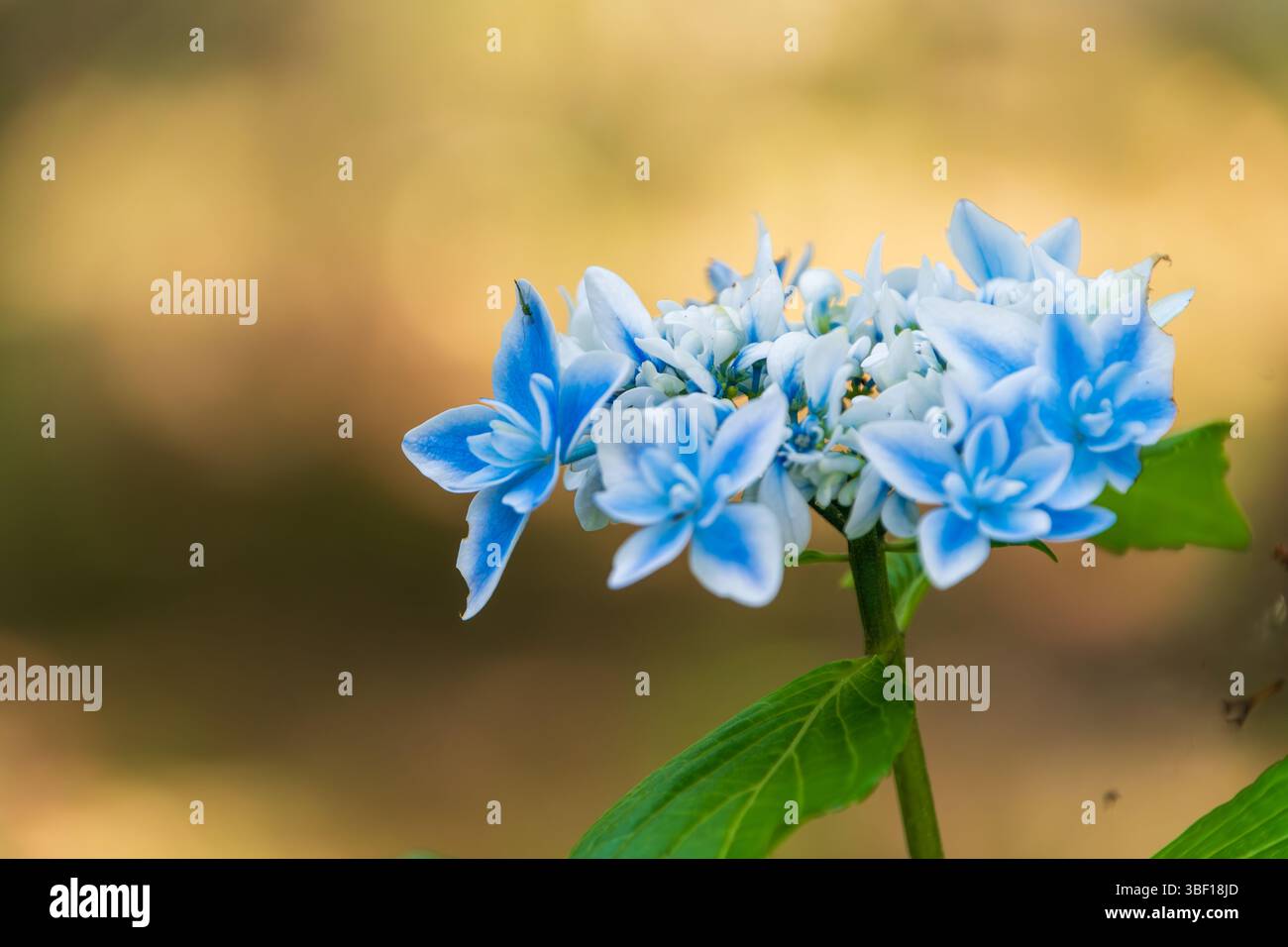 Delicato effetto Lacecap Bloom Hydrangea blu chiaro con morbido sfondo bokeh Foto Stock