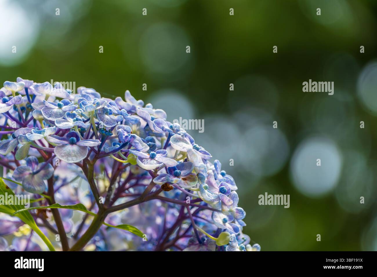 Blue Lacecap Hydrangea Blossoms con morbido sfondo bokeh Foto Stock