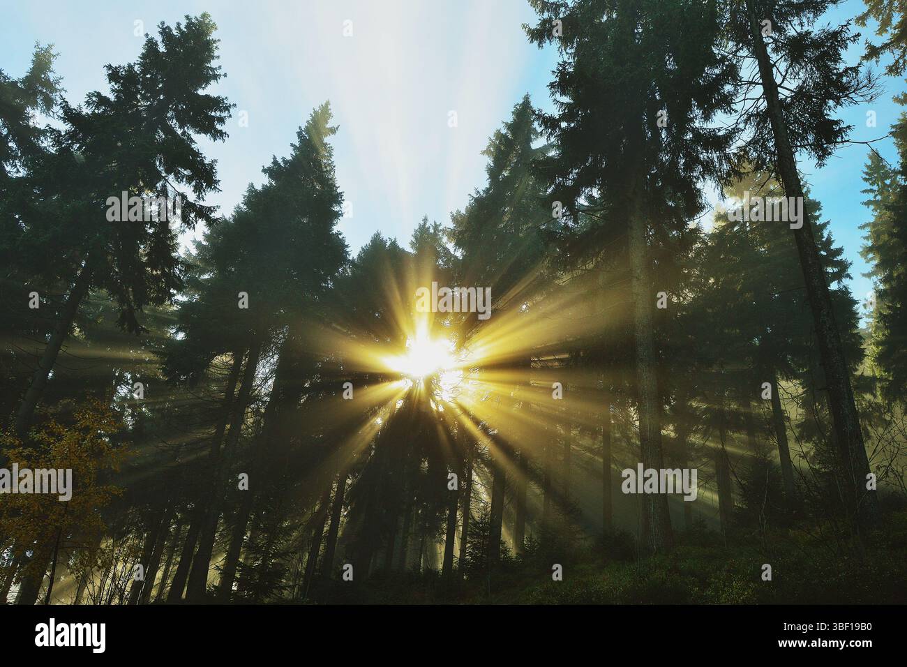 Fasci di luce solare filtrano attraverso la foresta di abete rosso nebbioso alla luce del mattino Foto Stock