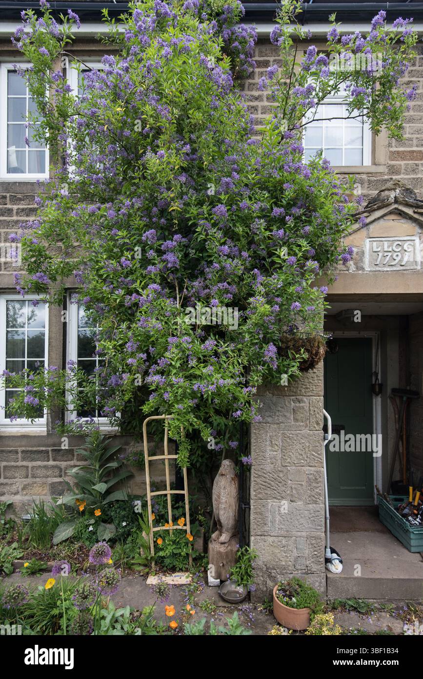 Albergo sul lato del canale con fioritura di Solanum crispum, chiamato anche vitigno cileno di patate. Leeds Liverpool Canal vicino a Gargrave. Foto Stock