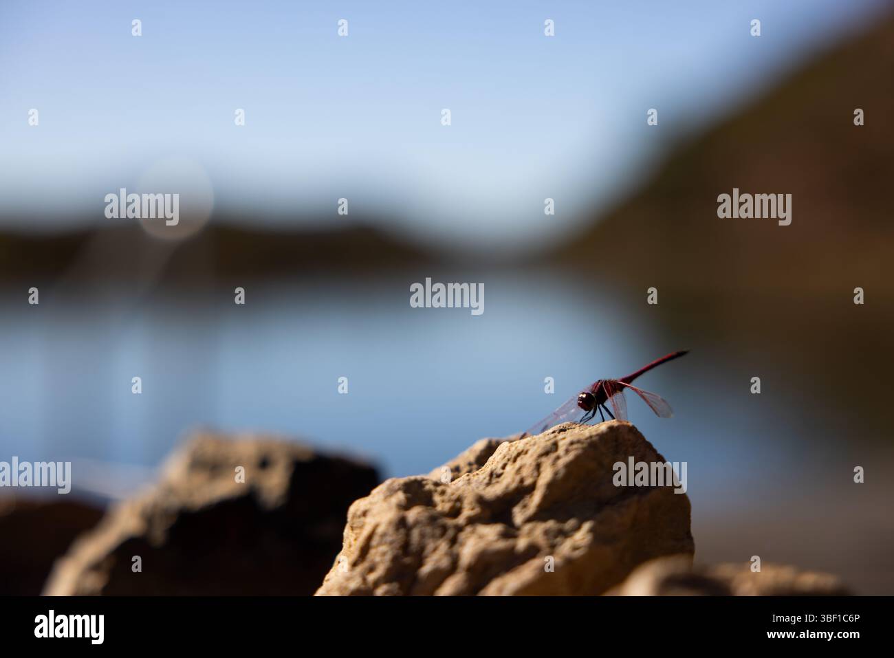 Una libellula rossa vivace si appoggia su una roccia illuminata dal sole accanto a un lago sfocato in Sud Africa, con un morbido sfondo bokeh e illuminazione naturale. Foto Stock