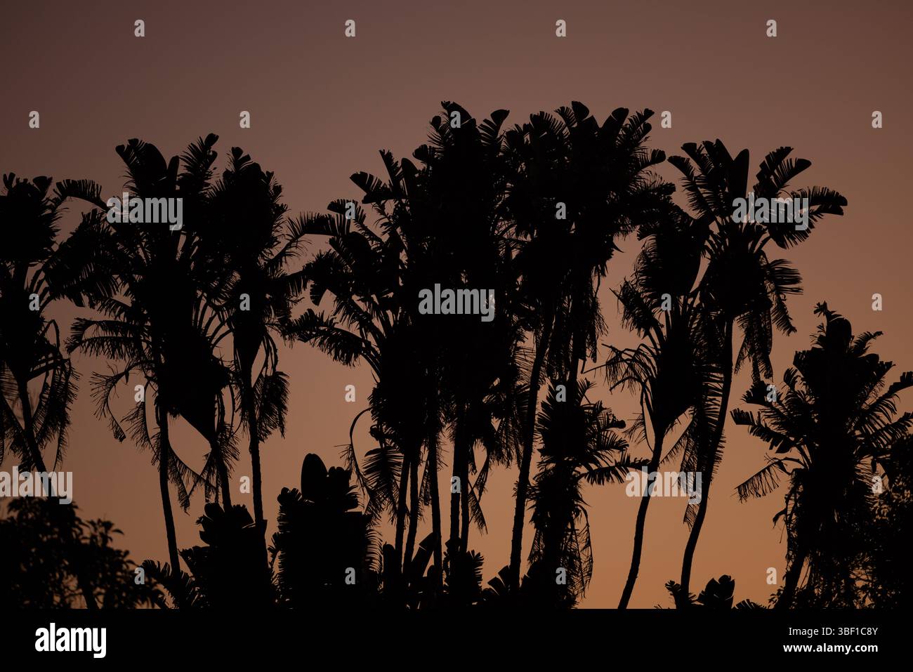 Palme sagomate al tramonto in Sud Africa, incorniciate contro un caldo cielo crepuscolo. Atmosfera tropicale e tema naturale adatto ad uso commerciale. Foto Stock