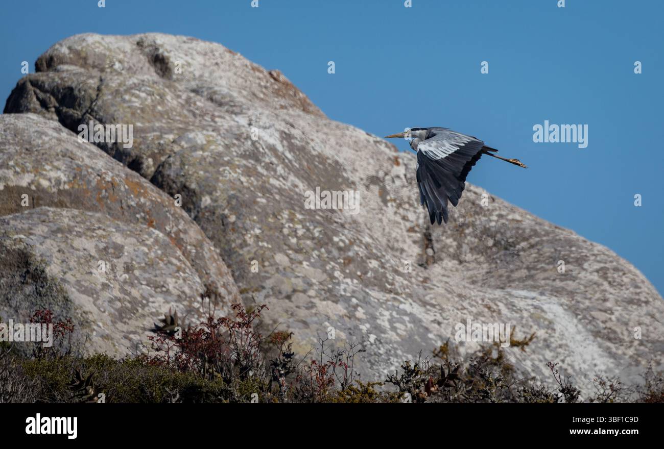 Un airone grigio a metà volo sopra il terreno roccioso della costa sudafricana, con pennello nativo e cieli blu sullo sfondo. Foto Stock