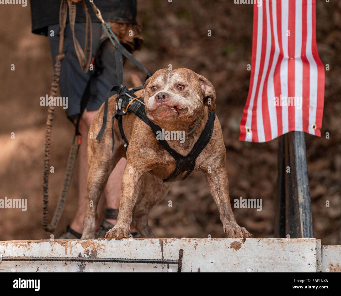Brindle pitbull dopo aver abbaiato stando in piedi su una piattaforma fangosa Foto Stock