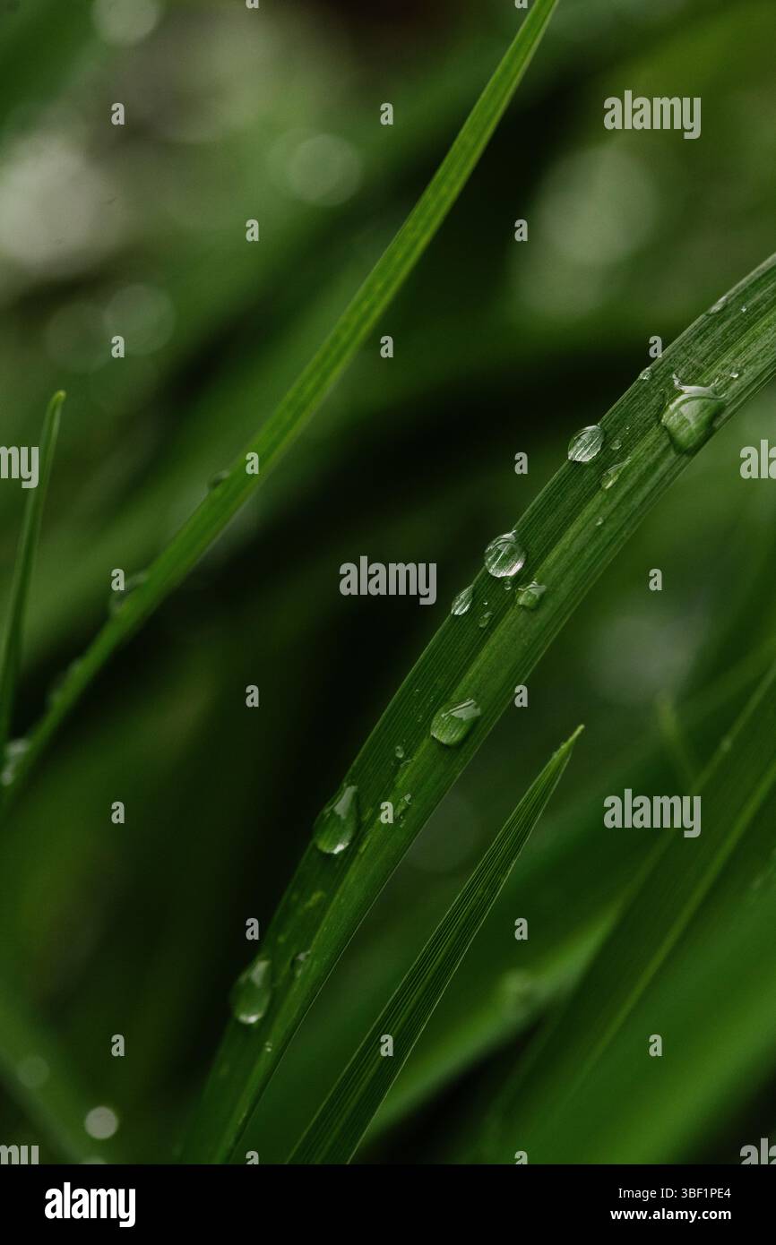 Gocce di pioggia che riposano sulla vivace pianta verde Foto Stock