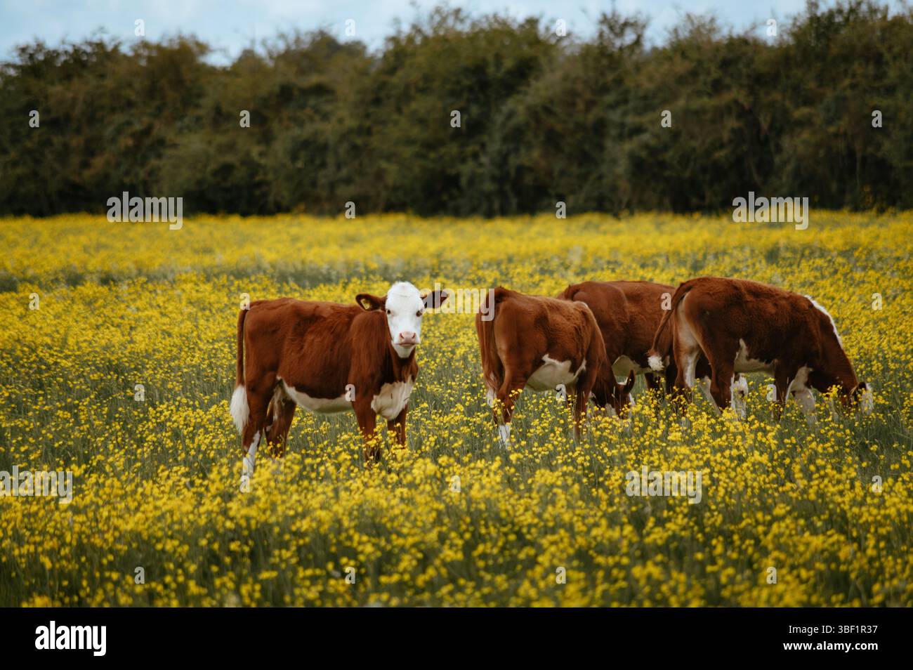 Bestiame di mucca sul campo di buttercup. Una mucca che guarda la telecamera. Foto Stock