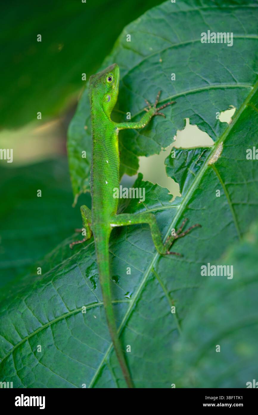 Una lucertola crestata verde si mescola su una foglia, probabilmente a caccia di insetti. Foto Stock