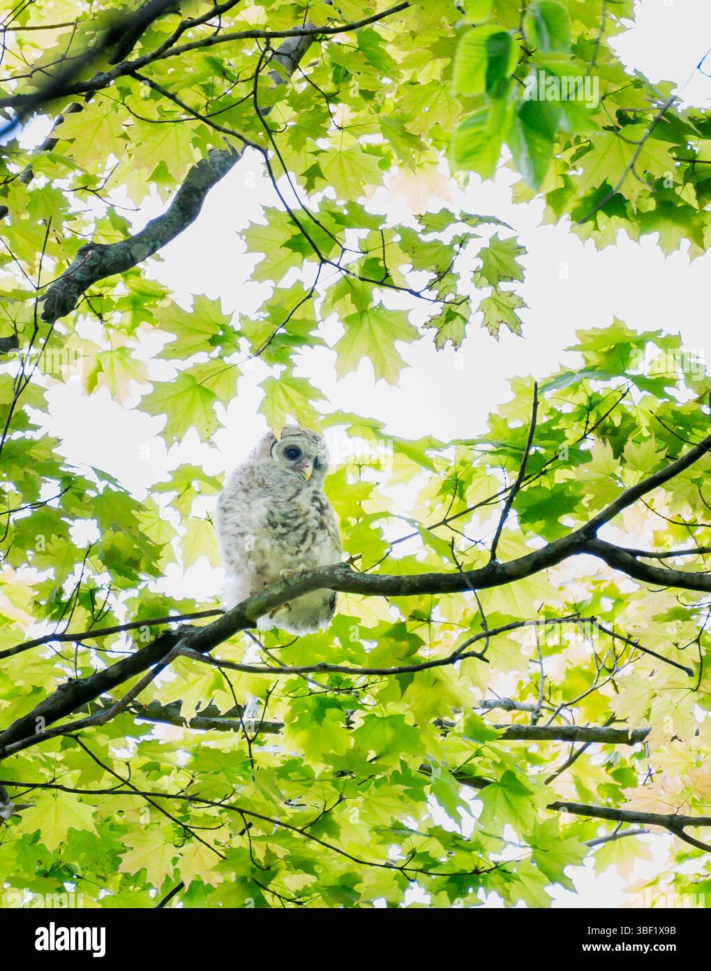 Gufo barrato arroccato sul ramo degli alberi nella foresta il giorno di primavera. Foto Stock