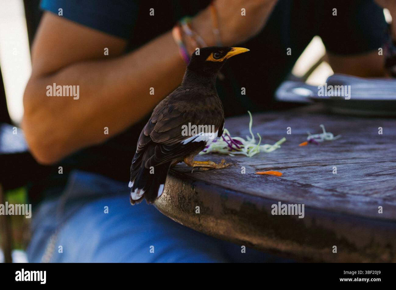 Uccello Myna appollaiato su un tavolo rustico accanto a una persona che mangia all'aperto Foto Stock