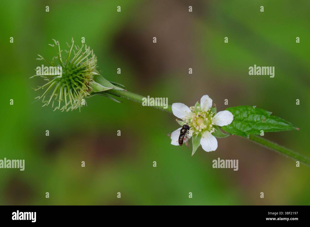 White Avens, Geum canadense, frutta Foto Stock