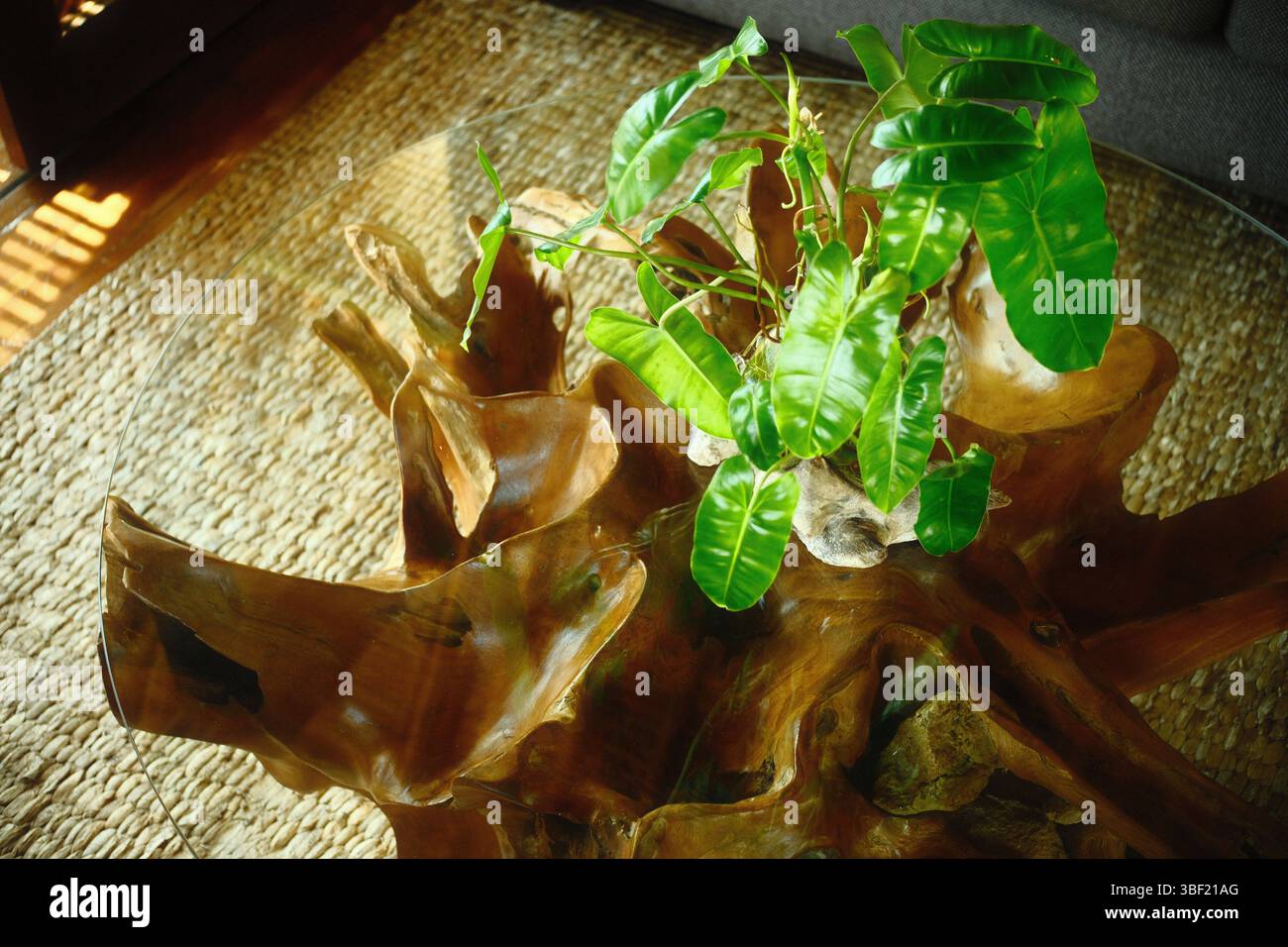 Una pianta decorativa di filodendri da interno posta su un tavolo con tetto in vetro a radice di legno sopra un tappeto di Giacinto d'acqua Foto Stock