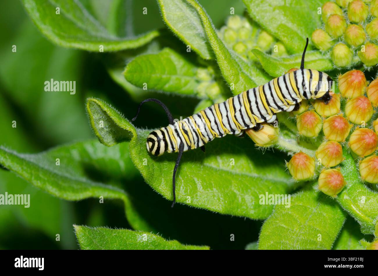 Monarca, Danaus plexippus, larva su erba del latte arancione, Asclepias tuberosa Foto Stock