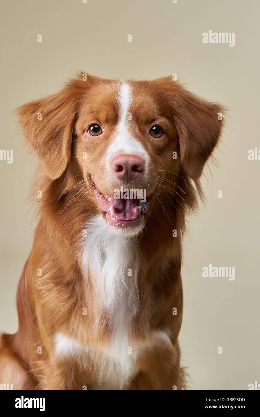 Il volto di un Retriever tolling Duck della nuova Scozia viene catturato in un primo piano, con la bocca leggermente aperta in un'espressione gioiosa. Il caldo sfondo beige Foto Stock