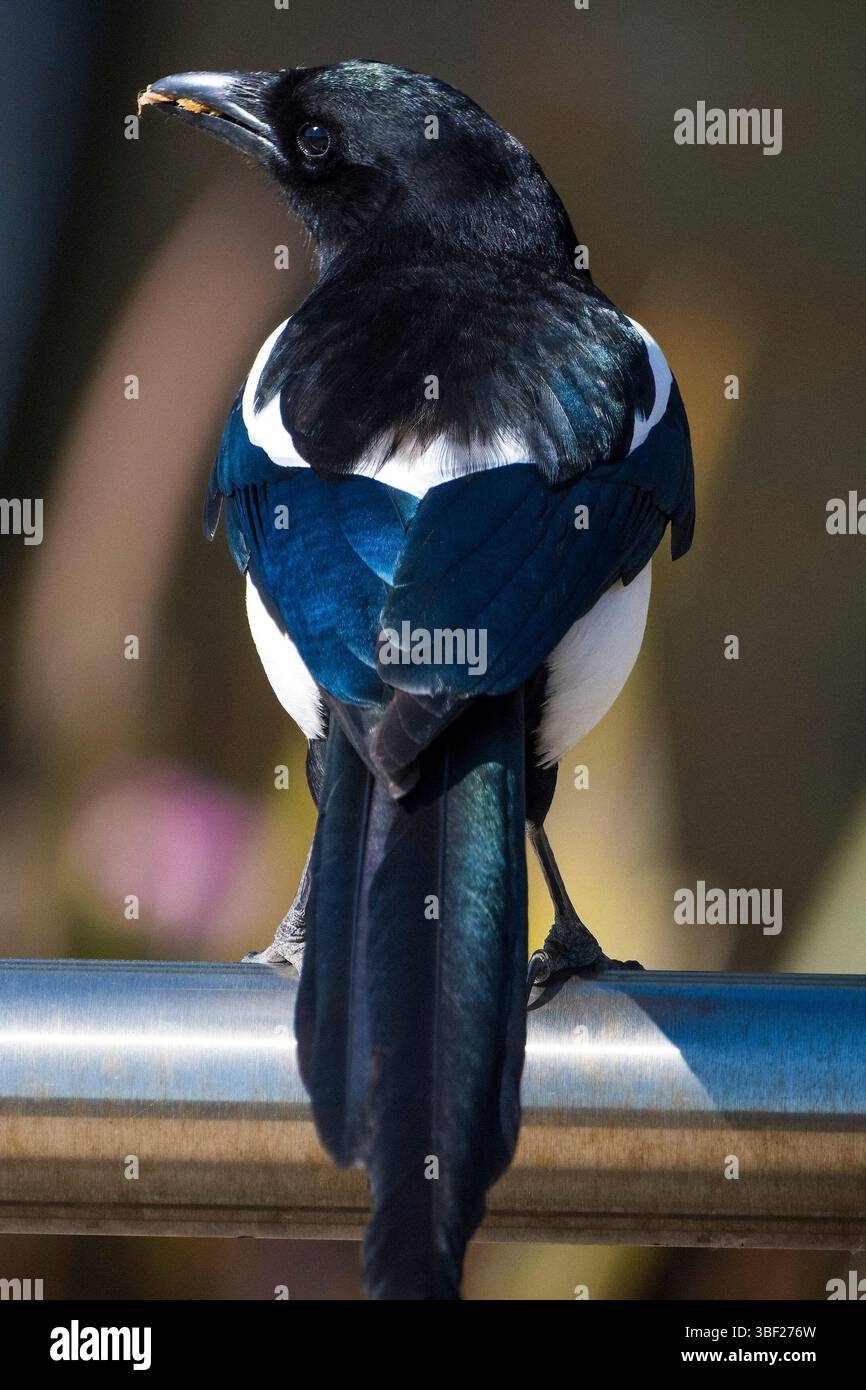 Colorazione meravigliosa su carta magpie appollaiata su rotaia metallica Foto Stock
