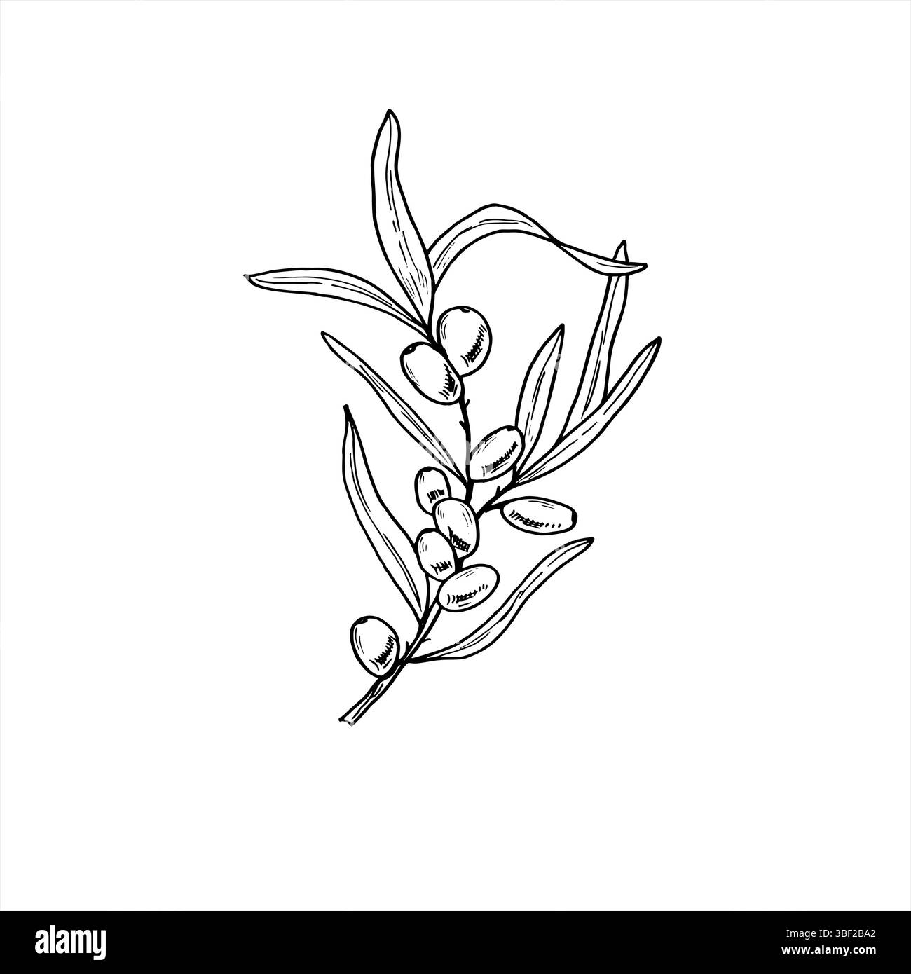 Ramo spinoso con frutti di bosco e foglie illustrazione vettoriale monocromatica dipinta con inchiostri neri. Pianta sana per la confezione di integratori vitaminici Illustrazione Vettoriale