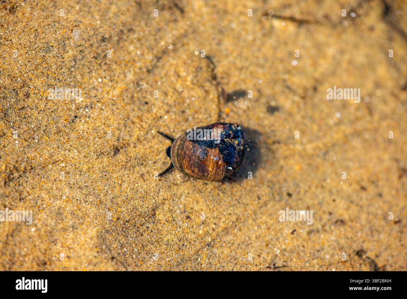 Una foto macro dettagliata sott'acqua che mostra Littorina littorea (periwinkle comune) che si muove attivamente su una superficie sommersa. Foto Stock