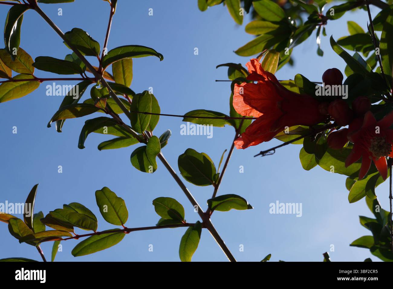 Primo piano di un vibrante fiore di melograno con foglie verdi, retroilluminato dal sole del mattino contro un cielo azzurro. Foto Stock
