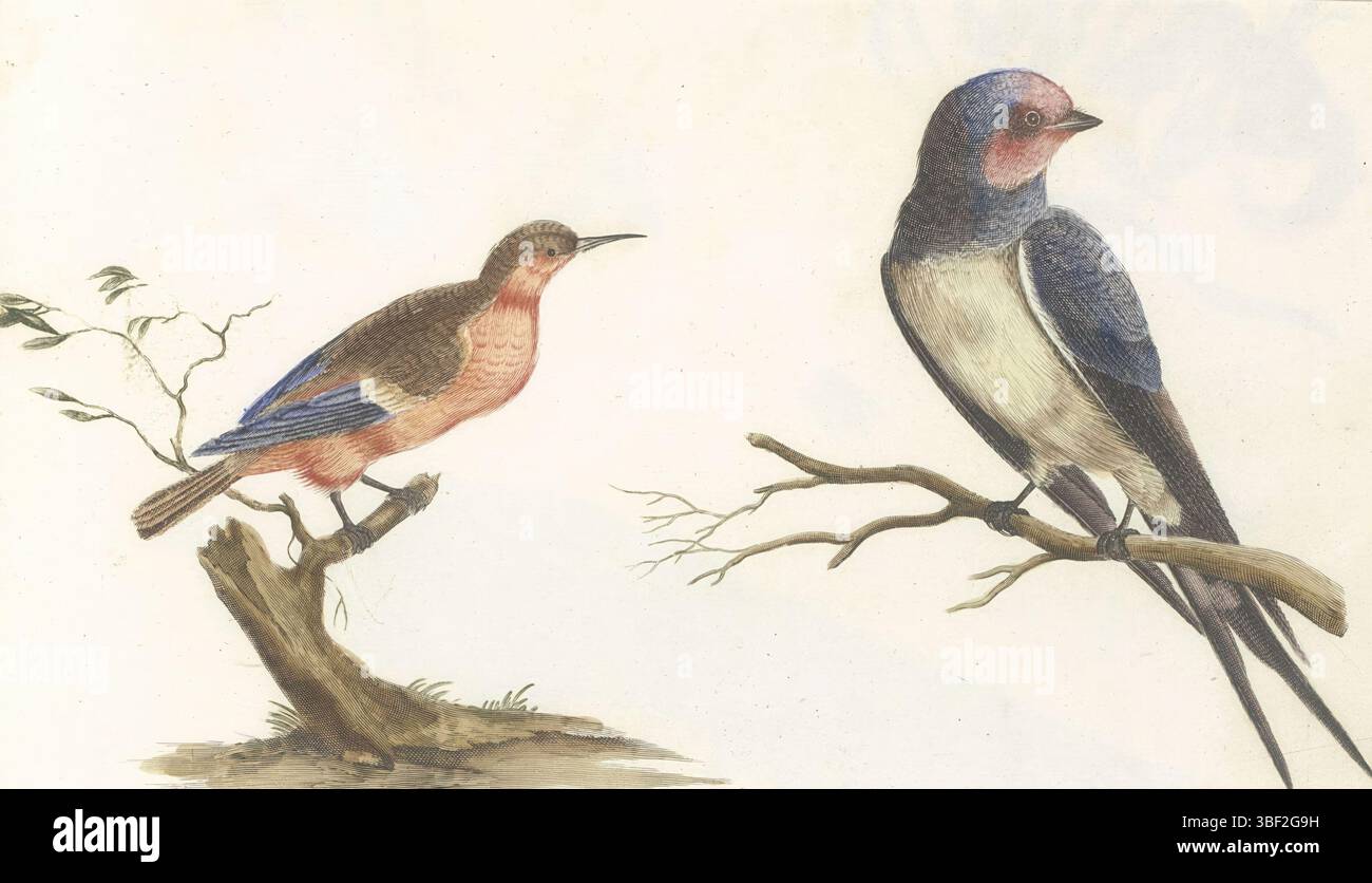 Teyler, Johan, Paesi Bassi, Bee mangia su un ceppo d'albero e ingoia su un ramo, questa stampa fa parte di un album., stampa, foglio d'album, stampe, altezza 167 mm, larghezza 288 mm, macchina per la stampa, 1688 - 1698, carta, incisione, incisione (processo di stampa), à la poupée, stampa a colori, Paesi Bassi settentrionali, 1648 - 1712, supervisione Foto Stock