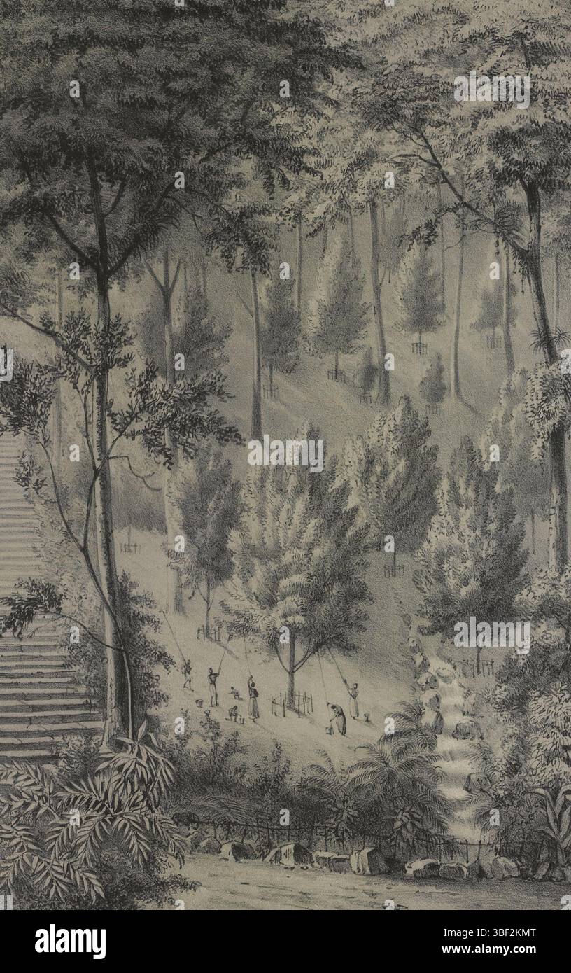 Nutpick on banda, verso - timbrato, stampa, topografia, 's Rijks Herbarium Leiden, altezza 280 mm, larghezza 177 mm, stampatore, 1830 - 1860, carta, tonellitografia Foto Stock