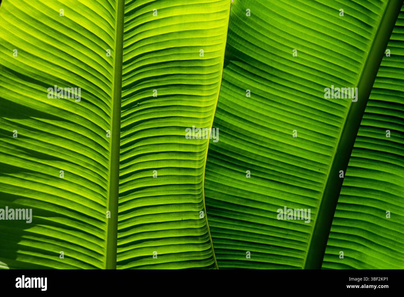 Primo piano di due foglie di banana verde brillante Foto Stock