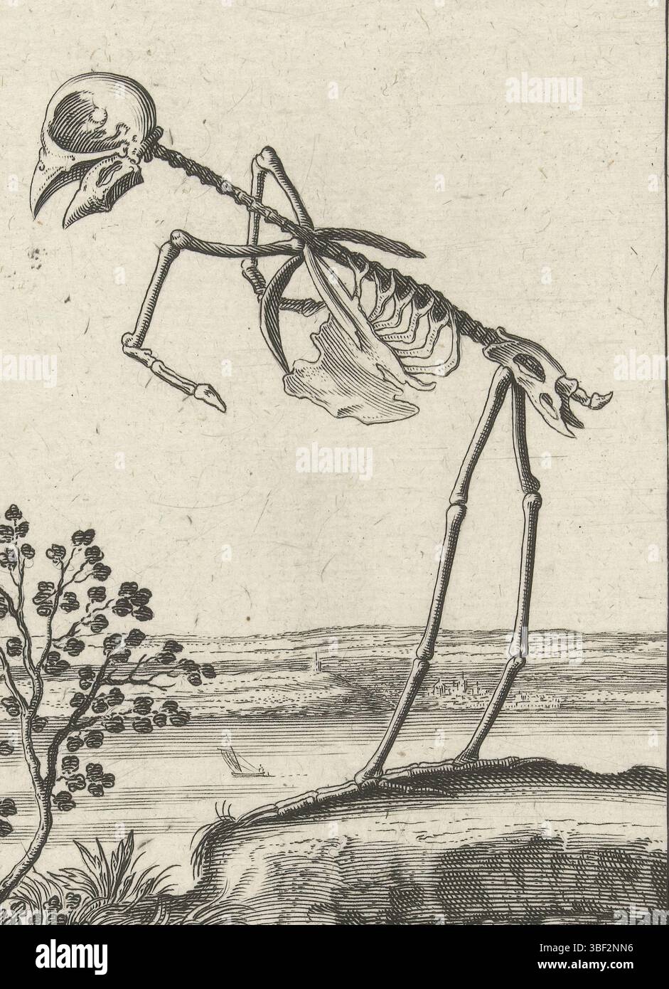 Liagno, Teodoro Filippo di, l'Aia, Hondius, Hendrick, scheletri animali, scheletro di un uccello, verso - timbrato, in piedi per un paesaggio, a sinistra. Sotto la performance due righe in latino. Stampa da una serie con esibizioni scheletriche di incisori Hendrick Hondius i (NewHollst.243-258), Andries Jacobsz. Stock (Hollst.4-10) e Simon Frisius., stampa, r.o. nel paesaggio: Hh, anche sotto: Parva Avis ignto... manomissione imago. r.o.: 8, altezza 157 mm, larghezza 94 mm, stampatrice, 1626 - 1626, secondo quarto del xvii secolo, carta, incisione, incisione (processo di stampa), concetto di lavoro, Itali Foto Stock