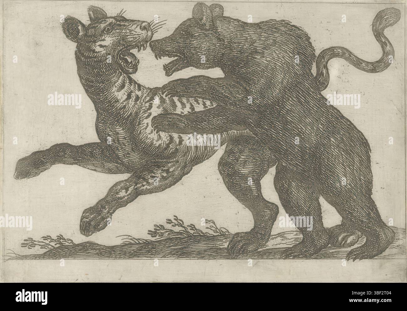 Città del Vaticano, Clemente VIII, Roma, Aelst, Nicolaus van, Italia, tempesta, Antonio, animali da combattimento, Un orso che combatte con una tigre, stampato verso, stampa, altezza 93 mm, larghezza 131 mm, italiano, 1555 - 1630-08-05, stampatore, 1600 - 1600, carta, incisione, pubblicazione (evento), pubblicazione, olandese meridionale, 1527 - 1613, editore, 1536 - 1605, offerente del privilegio Foto Stock