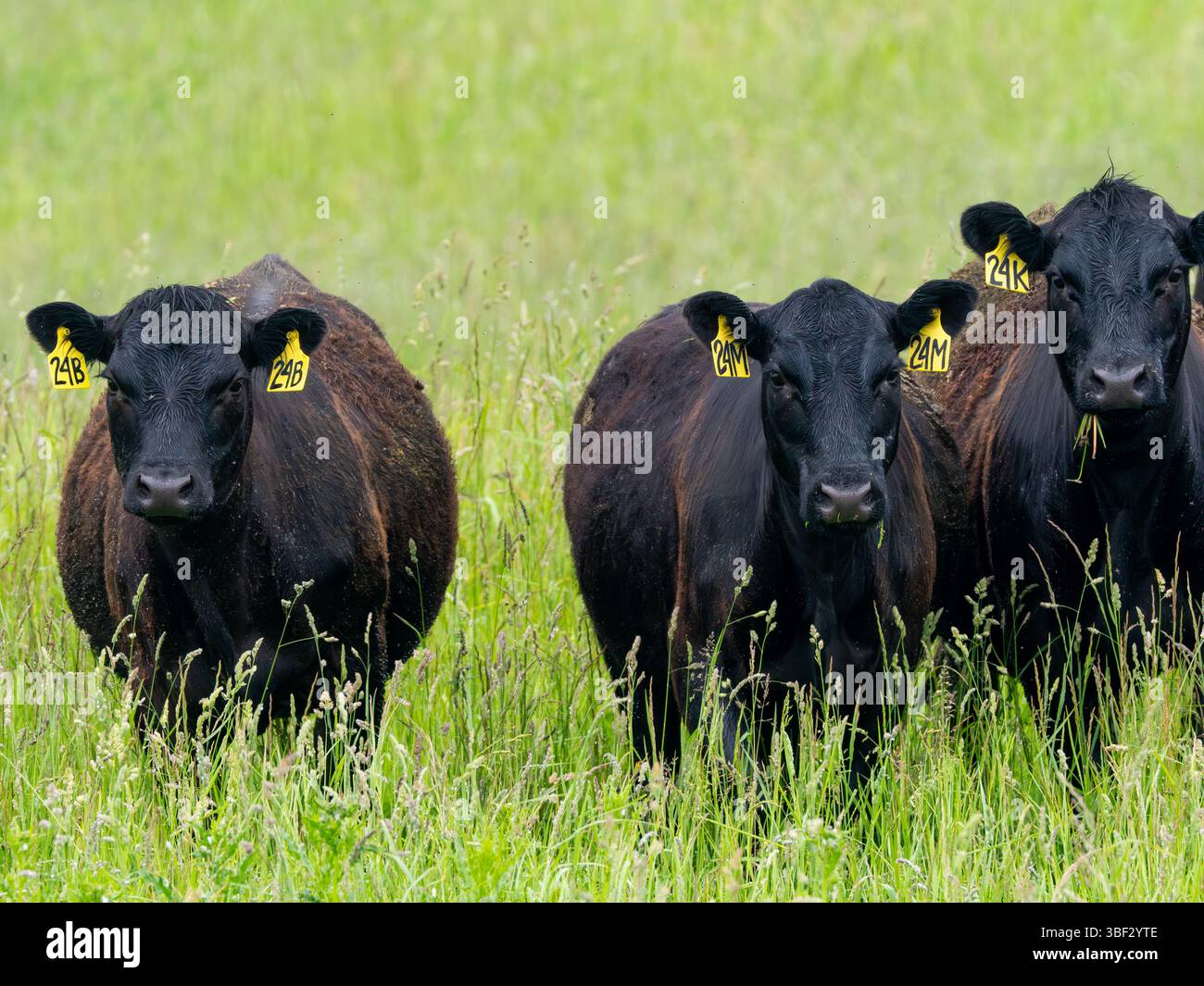 Mucche nere di Angus in un'azienda agricola biologica alimentata con erba senza ormoni o OGM di Dalton, Ohio, Stati Uniti Foto Stock