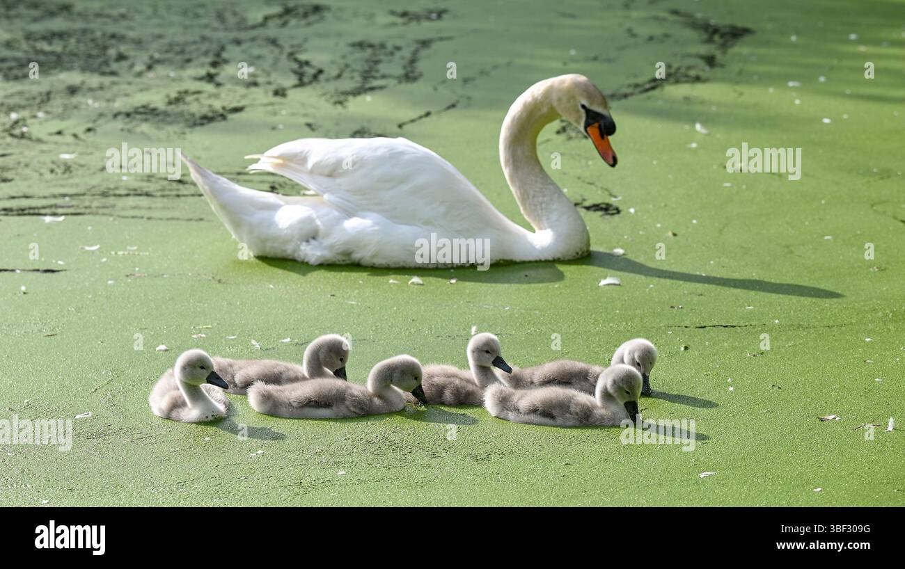 Brighton Regno Unito 30 maggio 2025 - Un cigno muto con i loro cignetti Godetevi una pagaia sullo stagno di Queens Park in una bella serata soleggiata a Brighton : Credit Simon Dack / Alamy Live News Foto Stock