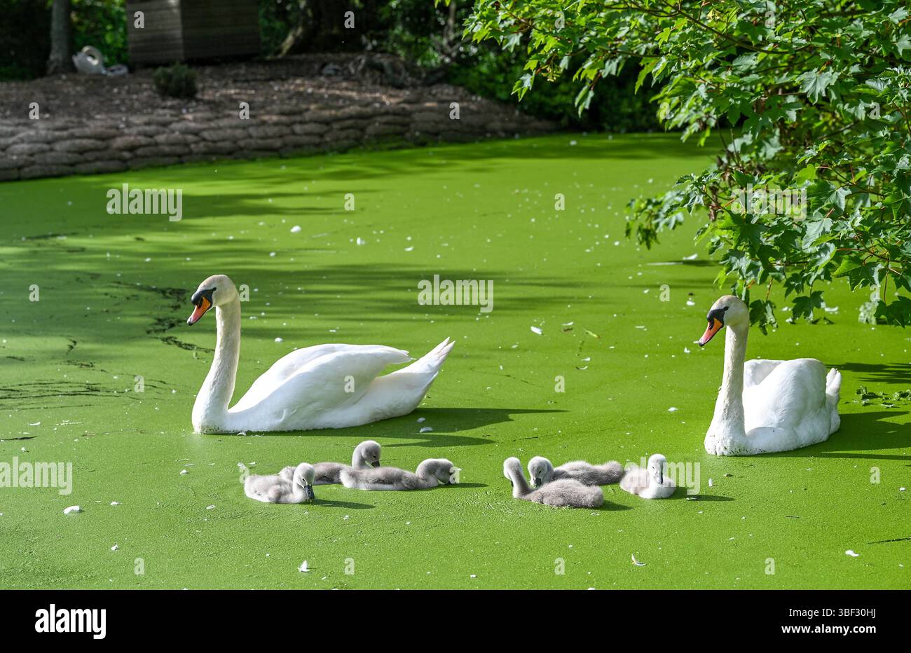 Brighton Regno Unito 30 maggio 2025 - i cigni silenziati con i loro cignetti si godono una pagaia sullo stagno di Queens Park in una bella serata soleggiata a Brighton : Credit Simon Dack / Alamy Live News Foto Stock