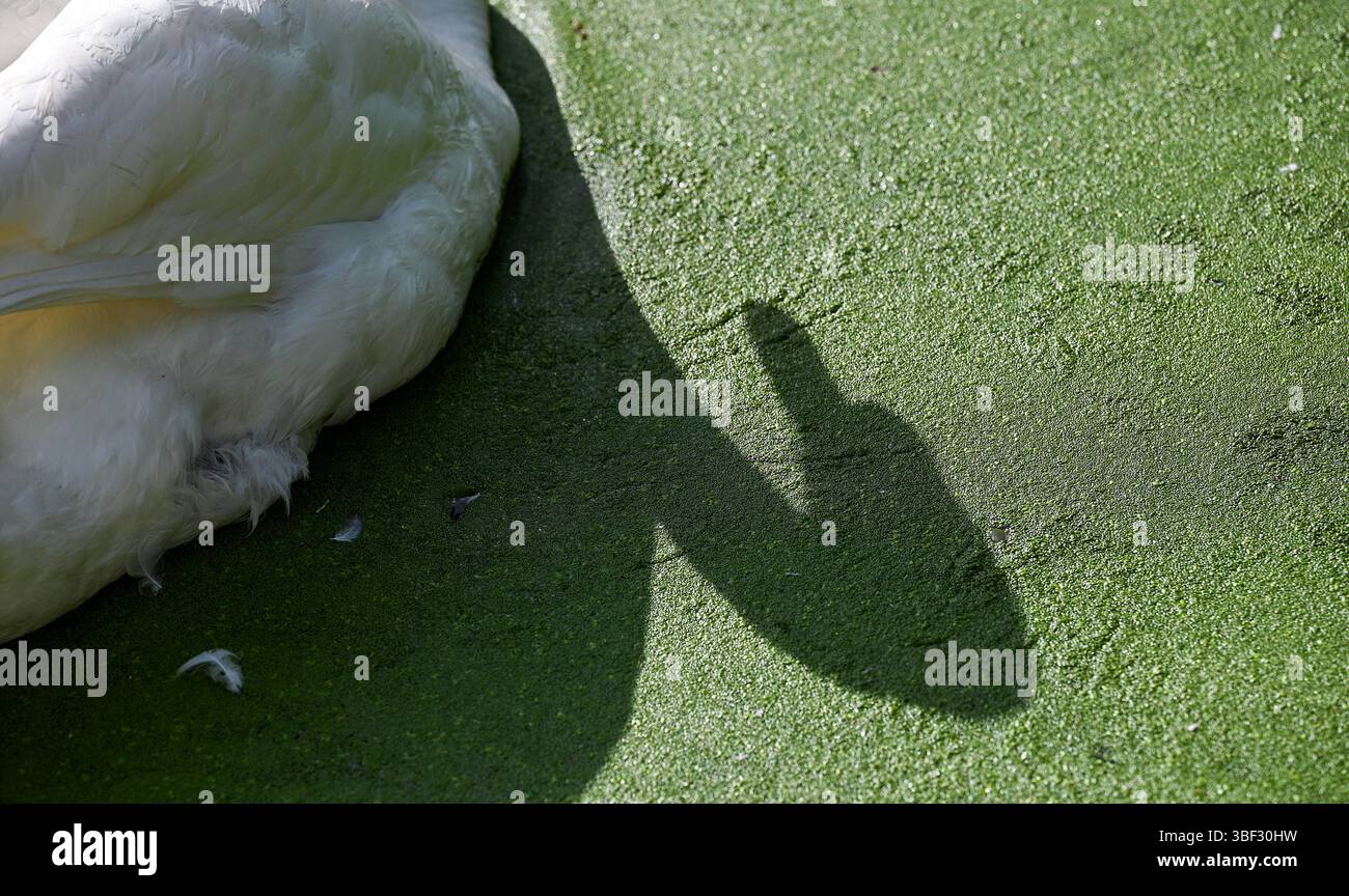 Brighton Regno Unito 30 maggio 2025 - Un cigno muto gode di una pagaia sullo stagno di Queens Park in una bella serata soleggiata a Brighton : Credit Simon Dack / Alamy Live News Foto Stock