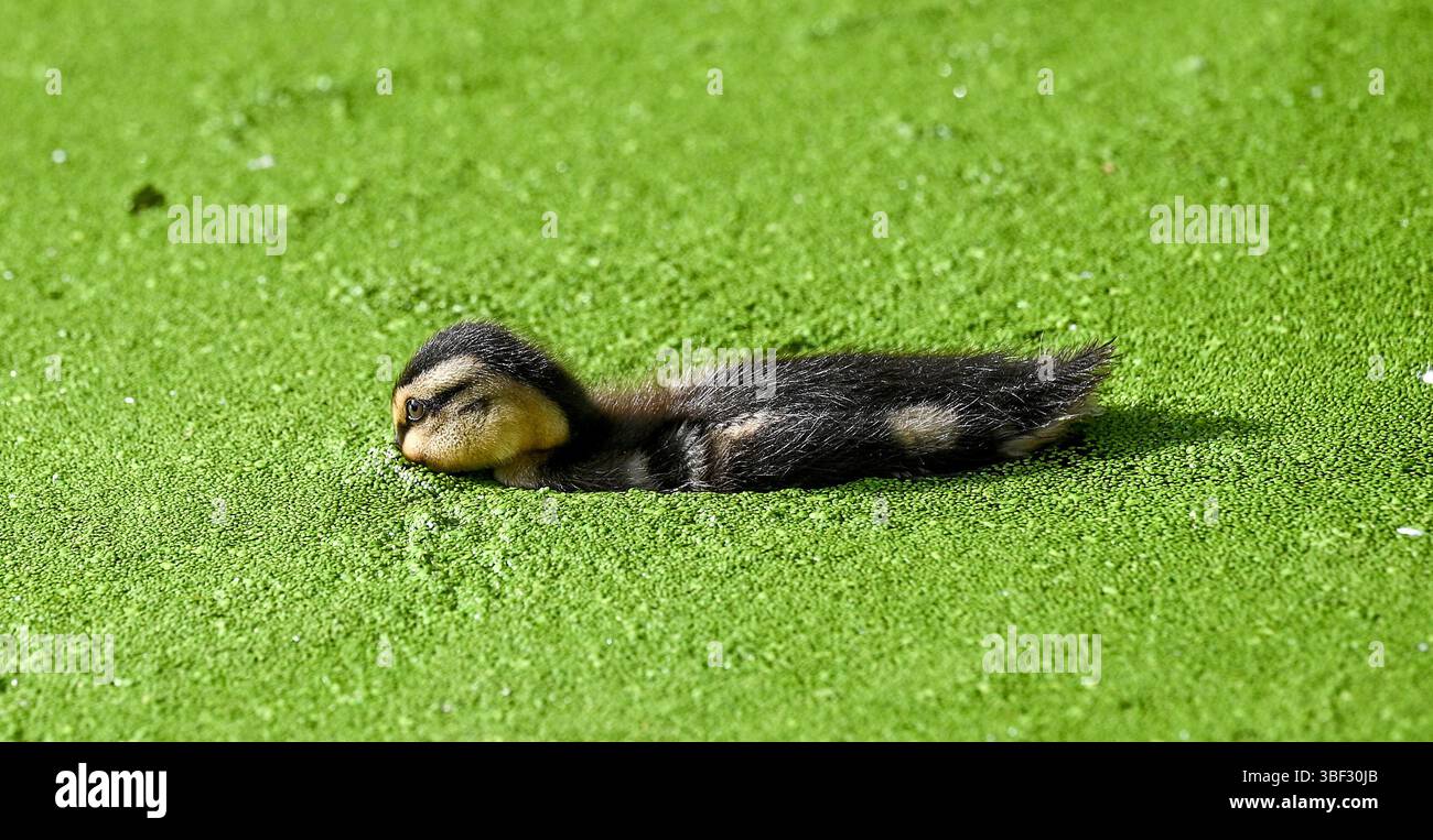 Brighton Regno Unito 30 maggio 2025 - Un anatra di Mallard si diverte a nutrirsi tra le alghe dello stagno di Queens Park a Brighton in una bella serata soleggiata: Credit Simon Dack / Alamy Live News Foto Stock
