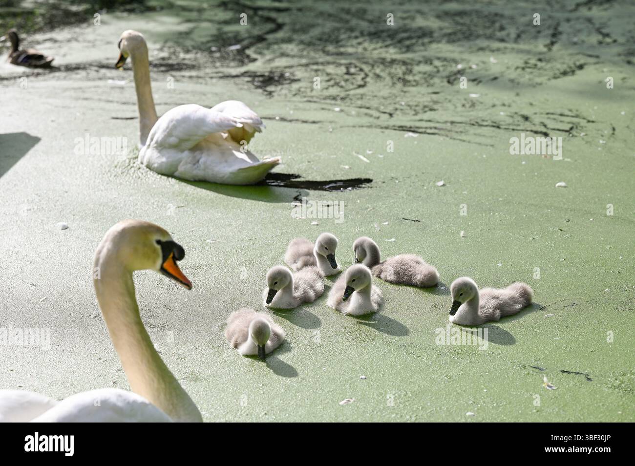 Brighton Regno Unito 30 maggio 2025 - i cigni silenziati con i loro cignetti si godono una pagaia sullo stagno di Queens Park in una bella serata soleggiata a Brighton : Credit Simon Dack / Alamy Live News Foto Stock