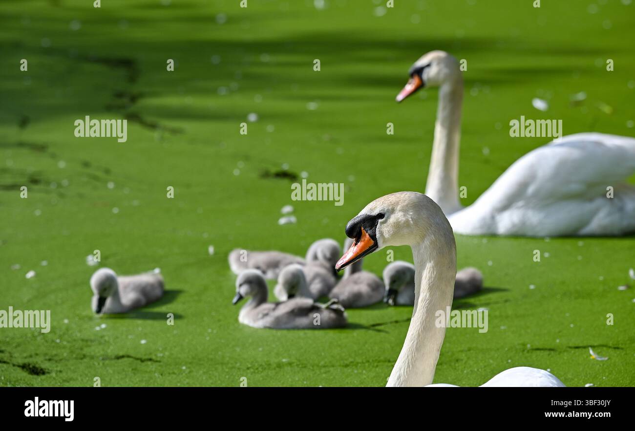 Brighton Regno Unito 30 maggio 2025 - i cigni silenziati con i loro cignetti si godono una pagaia sullo stagno di Queens Park in una bella serata soleggiata a Brighton : Credit Simon Dack / Alamy Live News Foto Stock