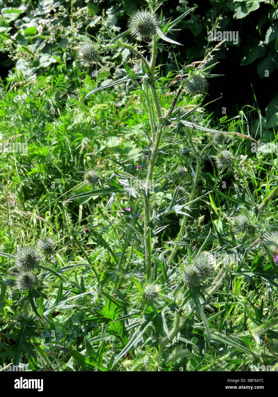 ...Wie schon der Name sagt, findet sich diese Kratzbuerste oftmals in und an den Ranndgebieten der landwirtschaftlichen nutzflaechen... Acker Kratzdistel *** come suggerisce il nome, questo orzo scabioso si trova spesso all'interno e ai bordi dei campi agricoli del cardo. Foto Stock