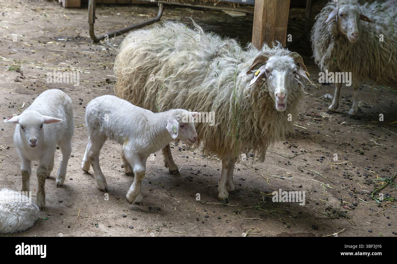 Pecore forestali con agnelli (Ovis aries), parco giochi, Baviera, Germania, Europa Foto Stock