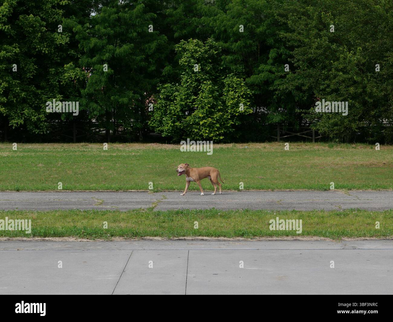 brown pit bull dog in un prato Foto Stock