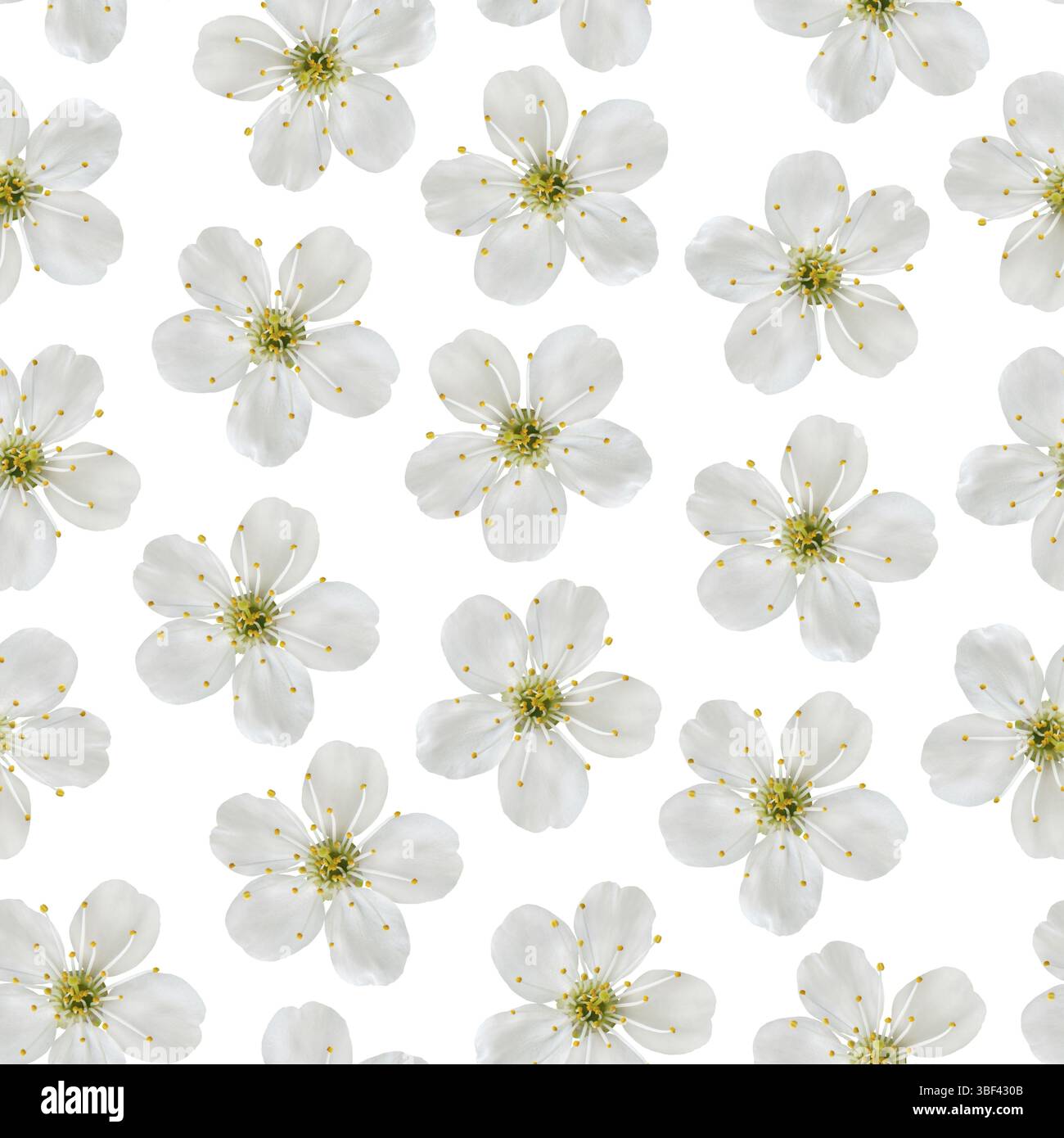 Motivo senza cuciture. Fiori bianchi di ciliegio su sfondo bianco Foto Stock