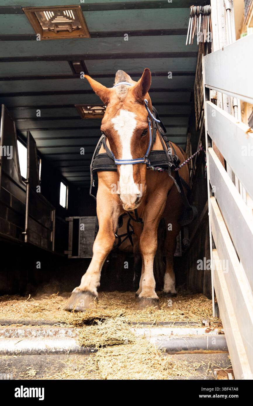Cavallo nella stalla prima del trasporto Foto Stock
