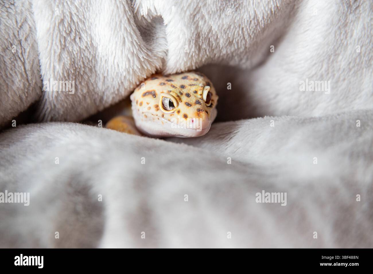 Ritratto geco leopardo afgano su coperta morbida Foto Stock