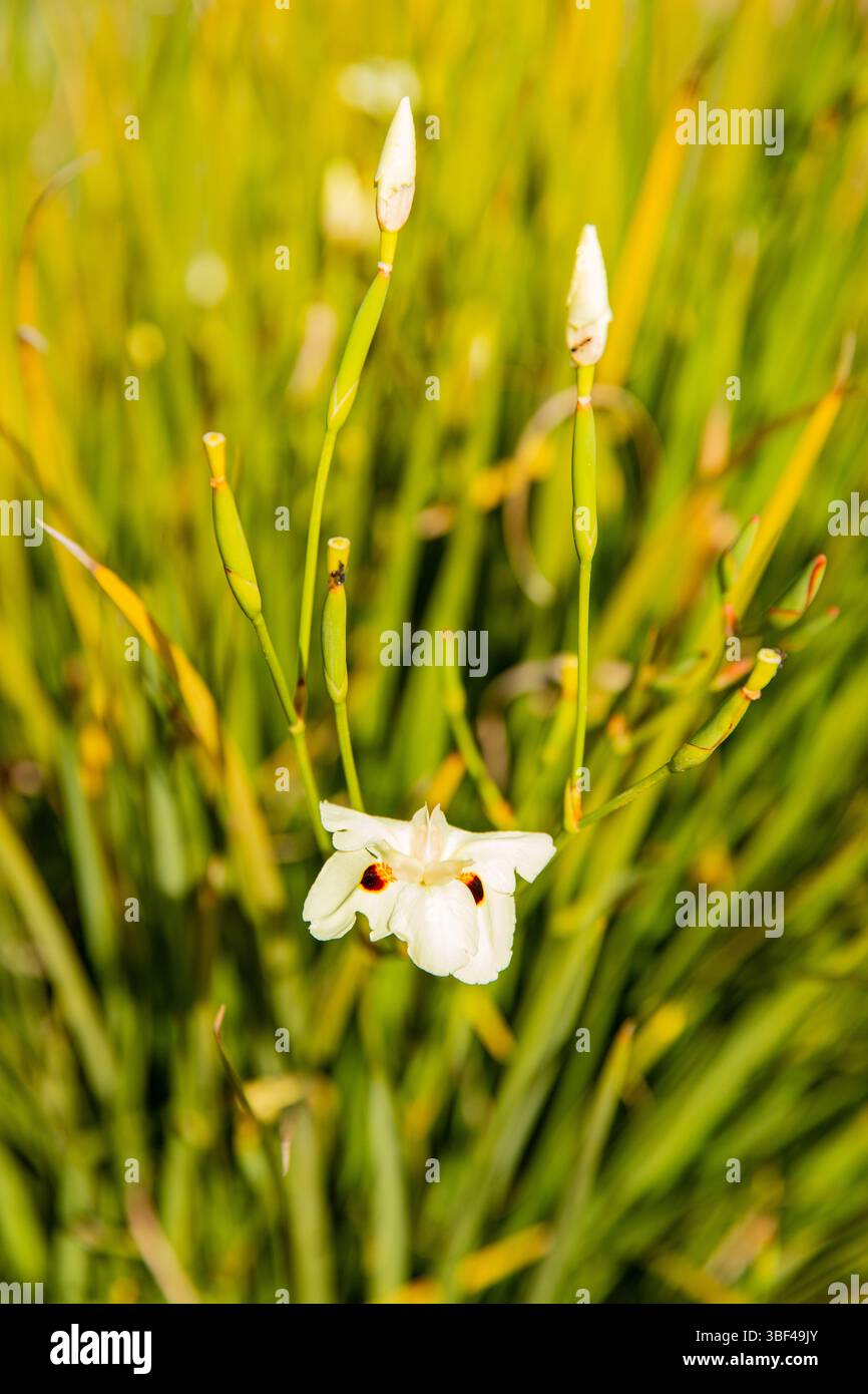 Eleganti fiori di diabete bianchi con marcature uniche - uno sfondo naturale di piante. Iris africani macro Foto Stock