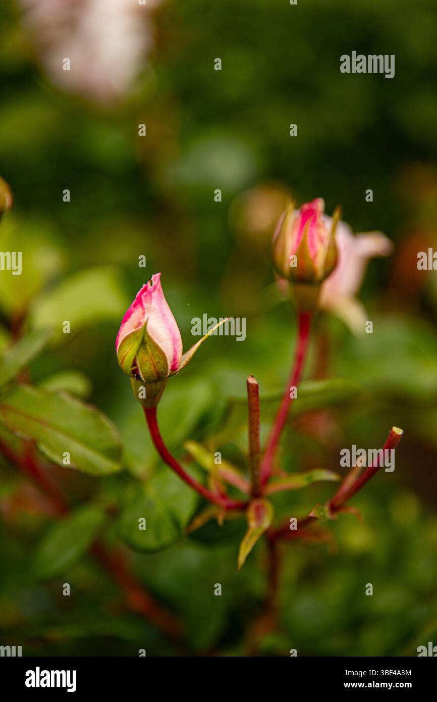 cespuglio di piccola rosa, potatura di fiori nel giardino Foto Stock